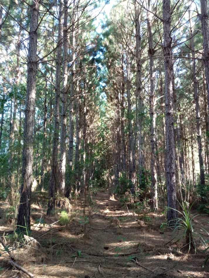 excelente chacra 25 ha