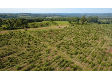 IMPORTANTE LOTEO EN CAMPO RAMON MISIONES